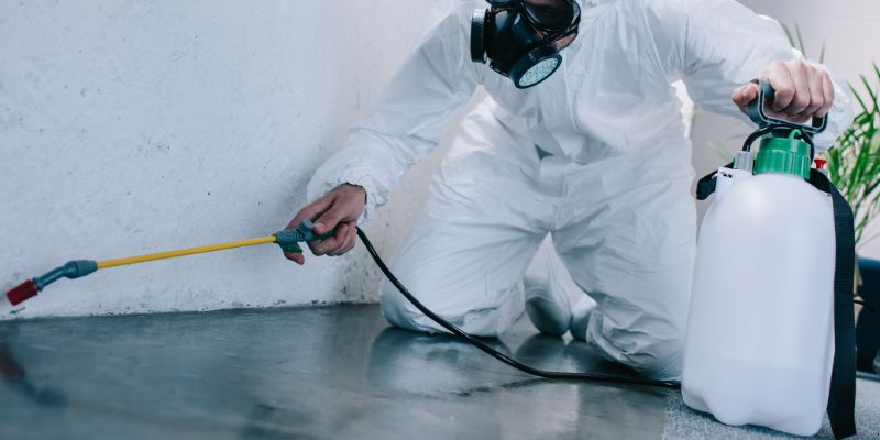 Como é feita a dedetização de baratas em Vitória